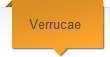 Verrucae
